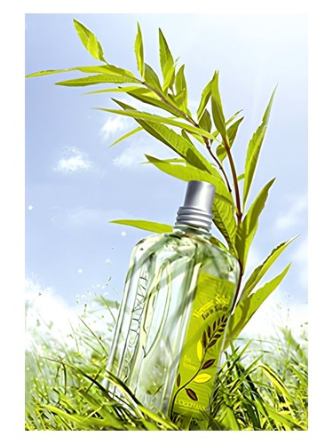 profumo Verbena Sun di L'Occitane en Provence da donna