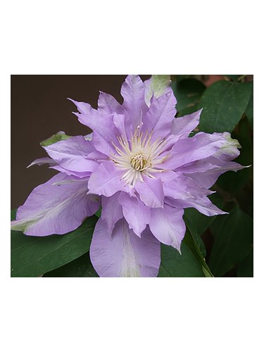 profumo Fleur de Lilac di Bud Parfums unisex